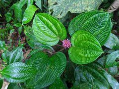 Miconia platyphylla