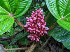 Miconia platyphylla