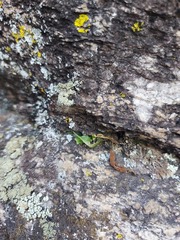 Asplenium ruprechtii