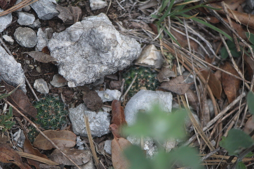 Mammillaria occulta