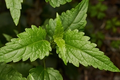 Ageratina glechonophylla
