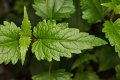 Ageratina glechonophylla