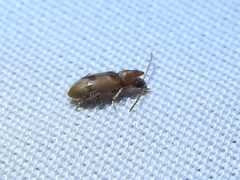 Notoxus monodon