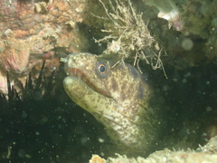 Gymnothorax minor