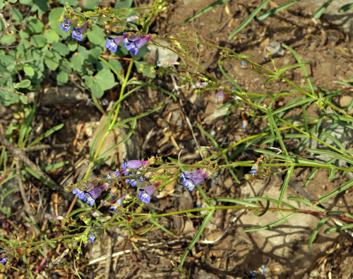 mountain blue penstemon (Penstemon laetus)