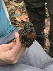 Malacoptila semicincta