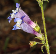 Penstemon roezlii