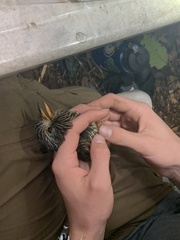 Malacoptila semicincta