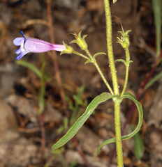 Penstemon roezlii
