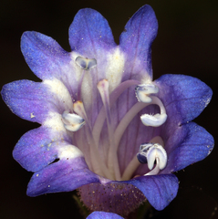 Penstemon roezlii