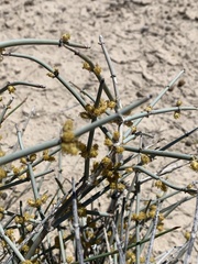Ephedra funerea
