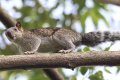 Sciurus variegatoides bangsi