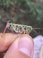 Phlibostroma quadrimaculatum