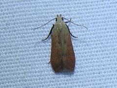 Anacampsis fullonella