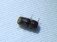 Xylobiops sextuberculatus