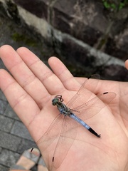 Orthetrum albistylum speciosum