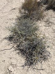 Ephedra funerea