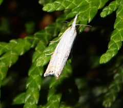 Crambus albellus