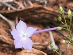 Ipomopsis longiflora