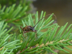 Lepturopsis biforis