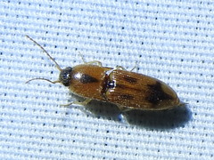 Aeolus scutellatus