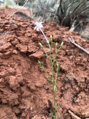 Ipomopsis longiflora
