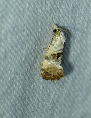 Cochylichroa arthuri