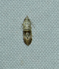 Cochylichroa arthuri