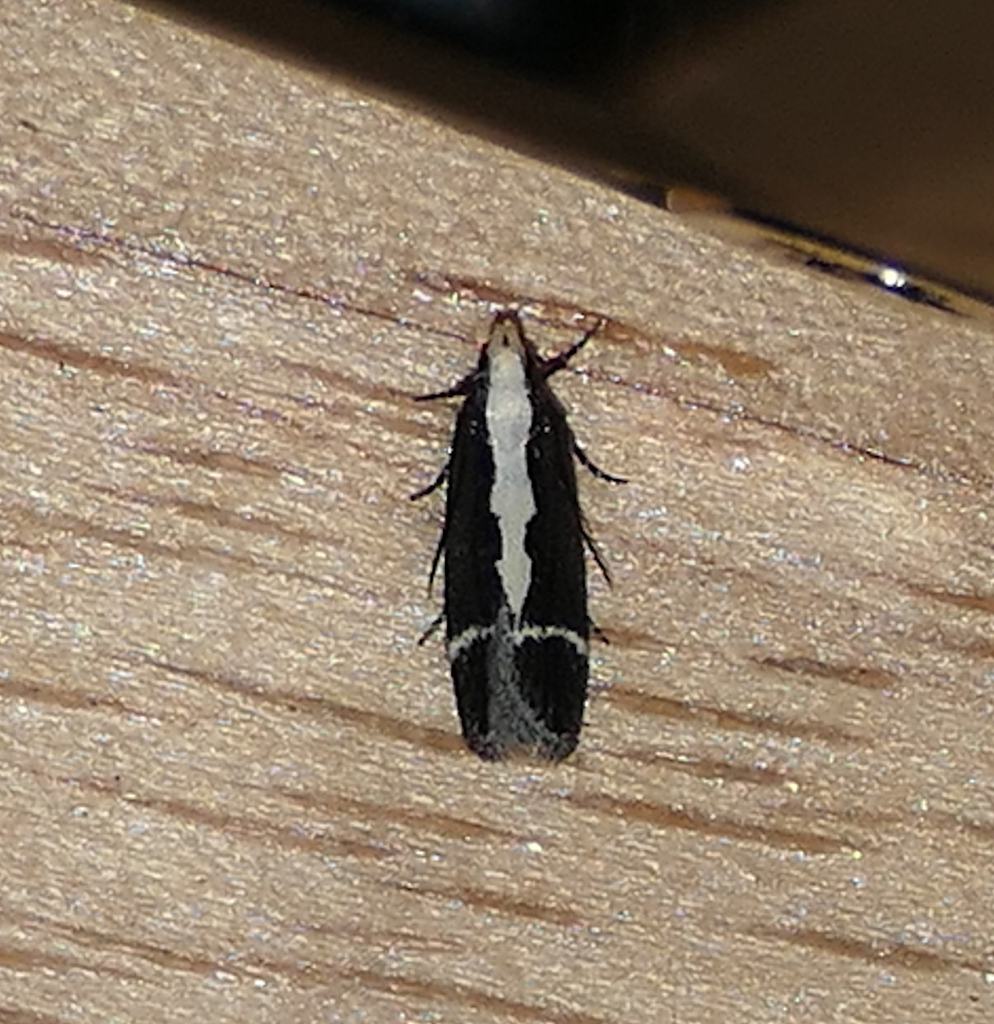 Aroga unifasciella