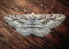 Stenoporpia excelsaria