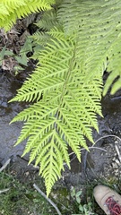 Woodwardia fimbriata image