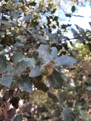 Quercus coccifera