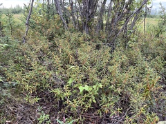 Rhododendron tomentosum