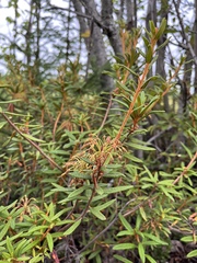 Rhododendron tomentosum