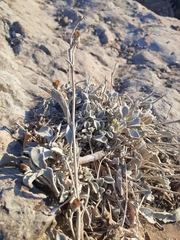 Pentanema verbascifolium