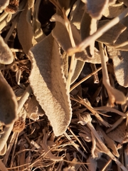 Pentanema verbascifolium