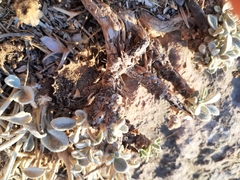 Pentanema verbascifolium