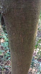 Garcinia oblongifolia