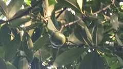 Garcinia oblongifolia