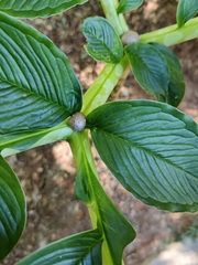 Amorphophallus bulbifer