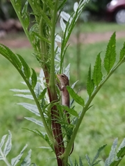 Calotes versicolor