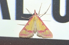 Choristostigma roseopennalis
