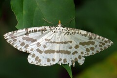 Abraxaphantes perampla