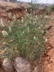 Astragalus praelongus