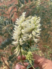 Astragalus praelongus