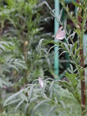 Pseudozizeeria maha