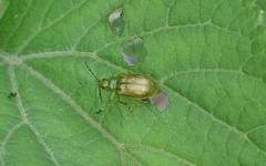 Prasona viridis
