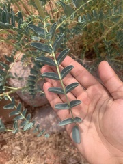 Astragalus praelongus