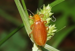 Lycus simulans