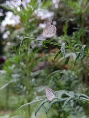 Pseudozizeeria maha